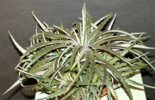 Dyclia remotiflora var.montividensis