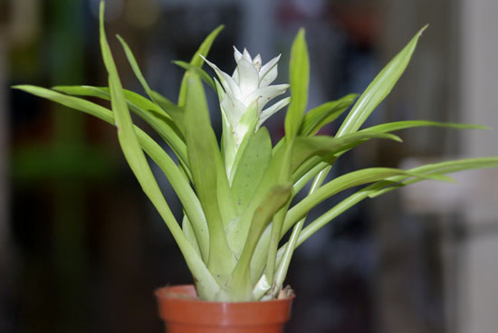 Guzmania 'White'