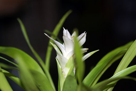 Guzmania 'White'