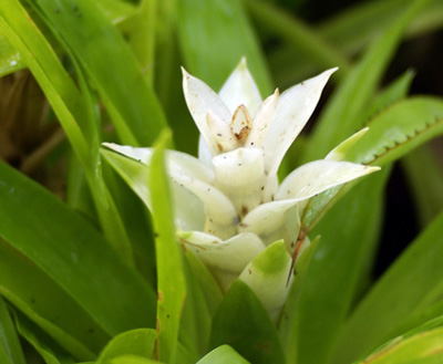 Guzmania 'White'