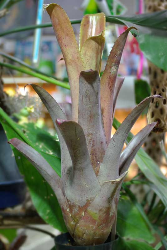 ホヘンベルギア・エドゥムンドイ Hohenbergia edmundoi