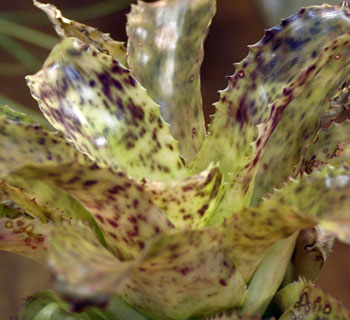Hohenbergia burle-marxii