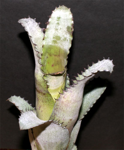 Hohenbergia SP(Chapada Diamantina)