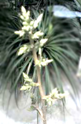 Hohenbergia pennae