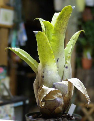 その他観葉植物 X Hohenmea RBT x Vesita X Hohenmea RBT x Vesita