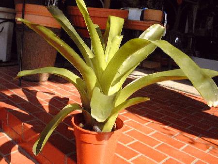 Neoregelia compacta