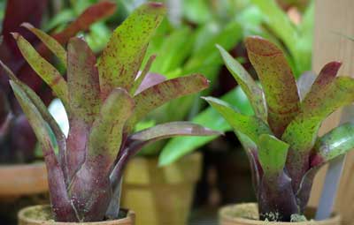 Neoregelia 'Fireball'