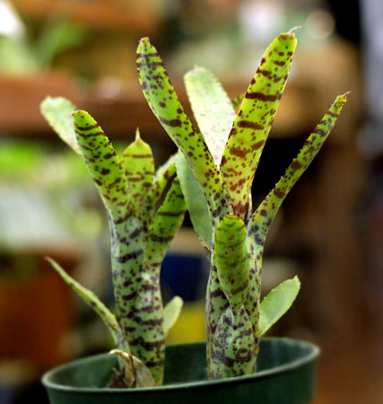 Neoregelia ampullacea