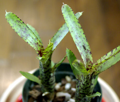 Neoregelia ampullacea