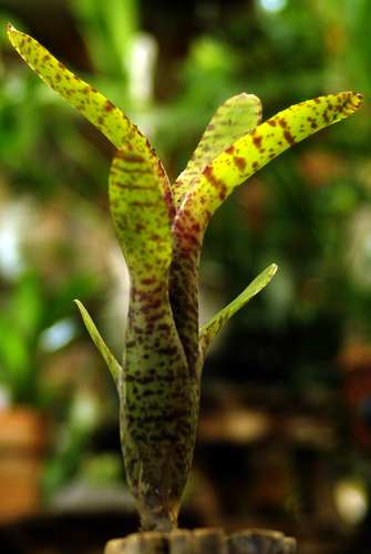 Neoregelia ampullacea