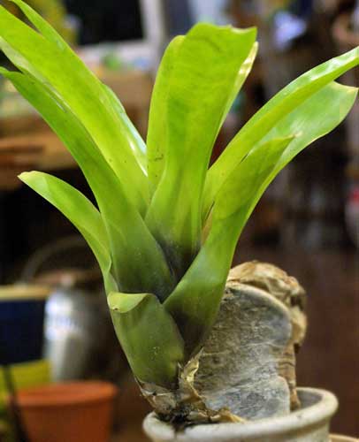 Neoregelia compacta