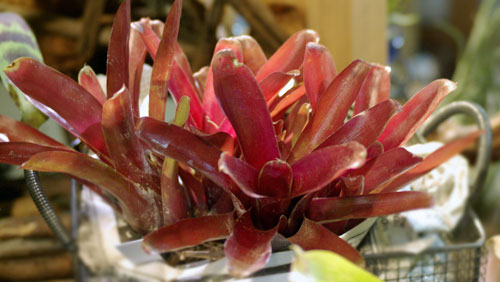 Neoregelia 'Fireball'