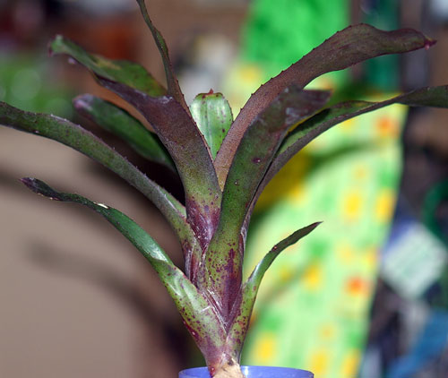 Neoregelia fluminensis