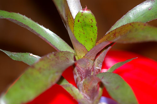 Neoregelia fluminensis