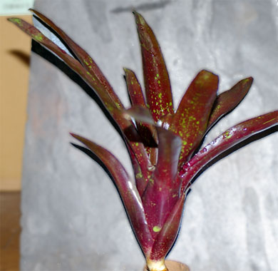 Neoregelia 'Hojo Rojo