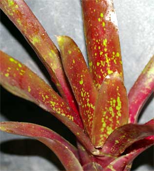 Neoregelia 'Hojo Rojo