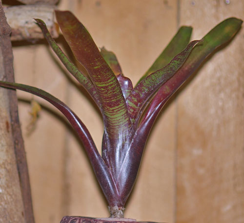 Neoregelia lilliputiana x Fireball