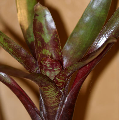 Neoregelia lilliputiana x Fireball