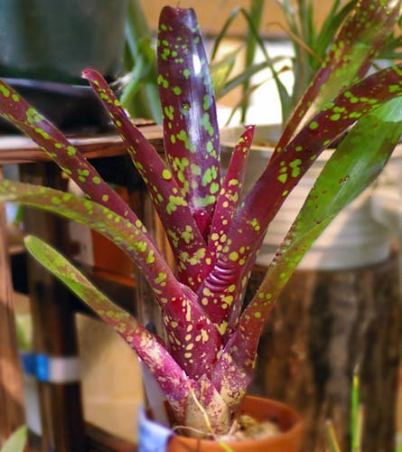 Neoregelia marmorata