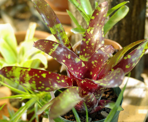 Neoregelia marmorata