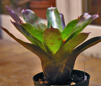 Neoregelia olens 'Vulcan'