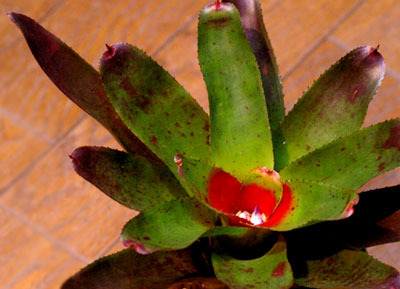 Neoregelia olens 'Vulcan'