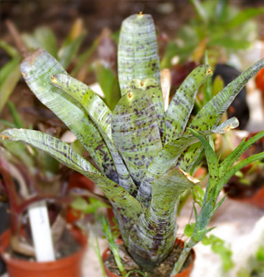 Neoregelia pauciflora