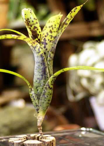 Neoregelia pauciflora