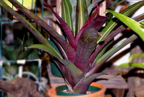 Neoregelia 'Perfection'