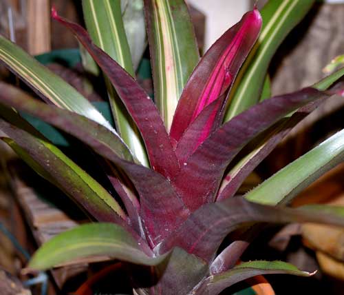 Neoregelia 'Perfection'