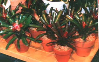 Neoregelia 'Red of Rio