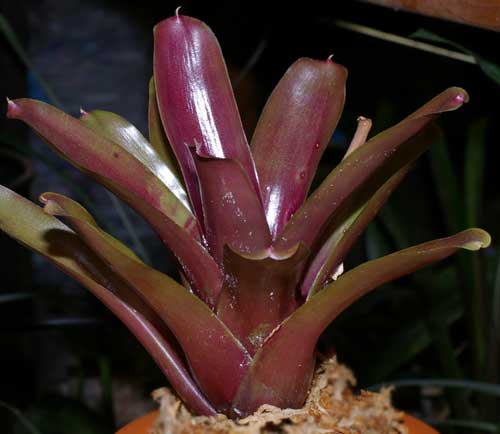 Neoregelia 'Red of Rio