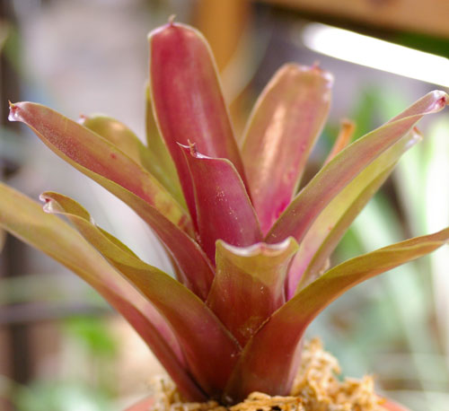 Neoregelia 'Red of Rio