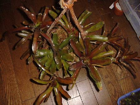 Neoregelia 'Red of Rio