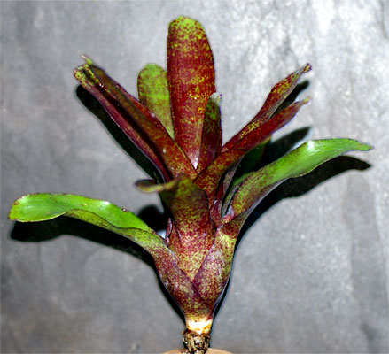 Neoregelia 'Red Waif'