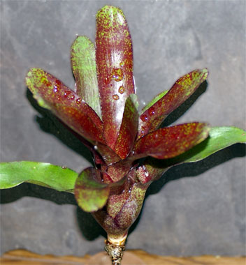 Neoregelia 'Red Waif'