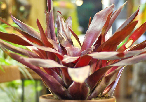 Neoregelia 'Scarlet Fever'