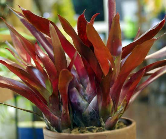 Neoregelia 'Scarlet Fever'