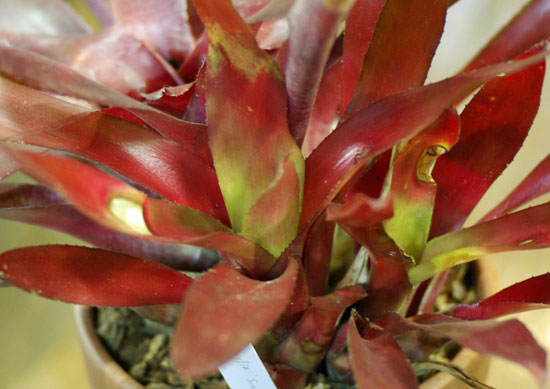 Neoregelia 'Scarlet Fever'