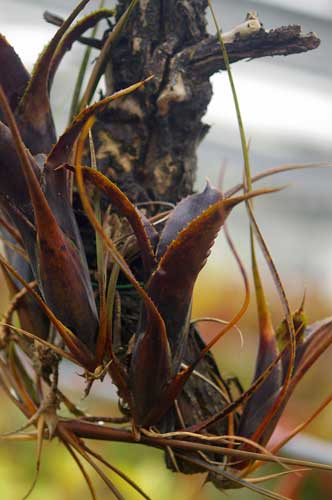 Neoregelia wilsoniana