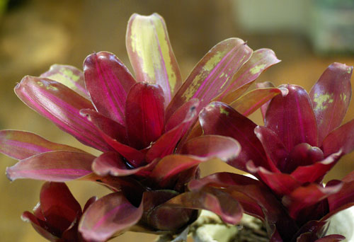 Neoregelia 'Zoe'