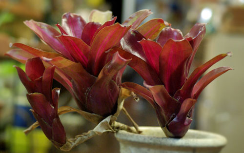 Neoregelia 'Zoe'