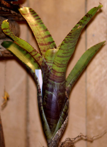 Neoregelia zonatus