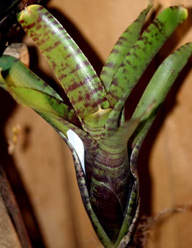 Neoregelia zonatus