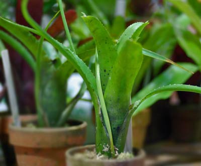 Neoregelia tarapotoensis