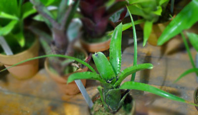 Neoregelia tarapotoensis