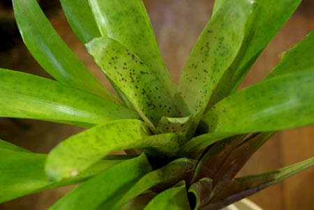 Nidularium rutilans