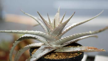 Orthophytum lemei