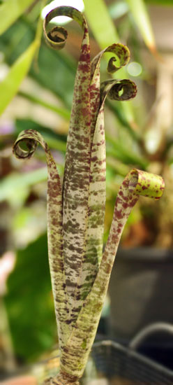 Quesnelia marmorata 'Tim PLowmann'