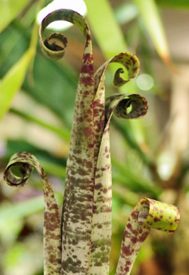 Quesnelia marmorata 'Tim PLowmann'